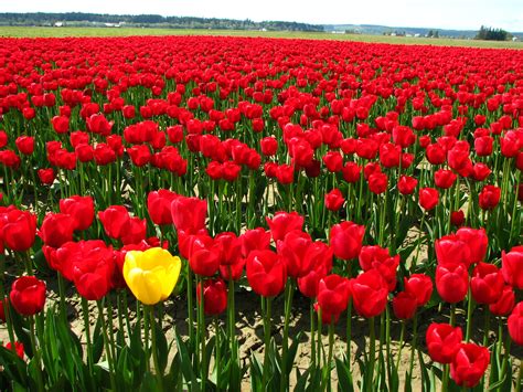 filesingle yellow tulip   field  red tulipsjpg