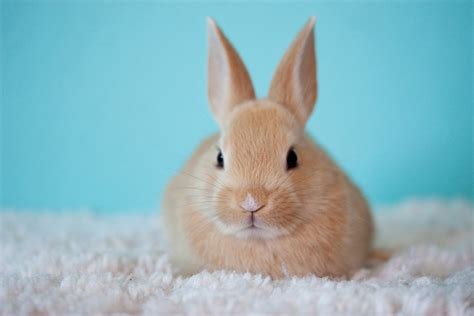 cute baby bunny  photo  pixabay pixabay
