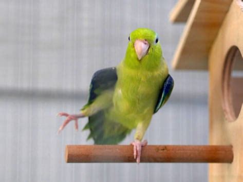 parrotlets large personality packed   mini body petmd