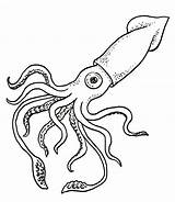 Squid Giant Drawing Coloring Pages Printable Color Choose Board Drawings sketch template