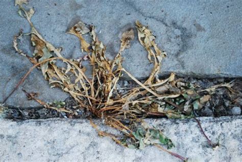 dead dandelion mother nature dandelion nature