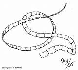 Worms Tapeworm sketch template