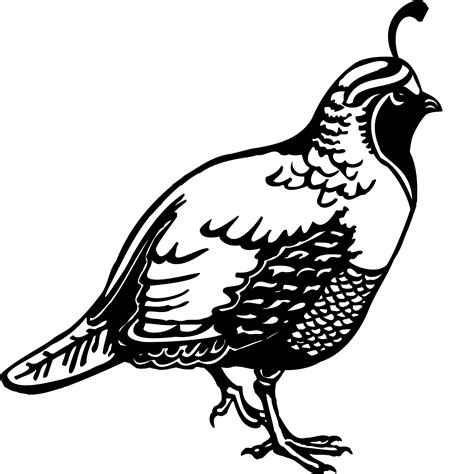 bobwhite quail clipart   cliparts  images  clipground