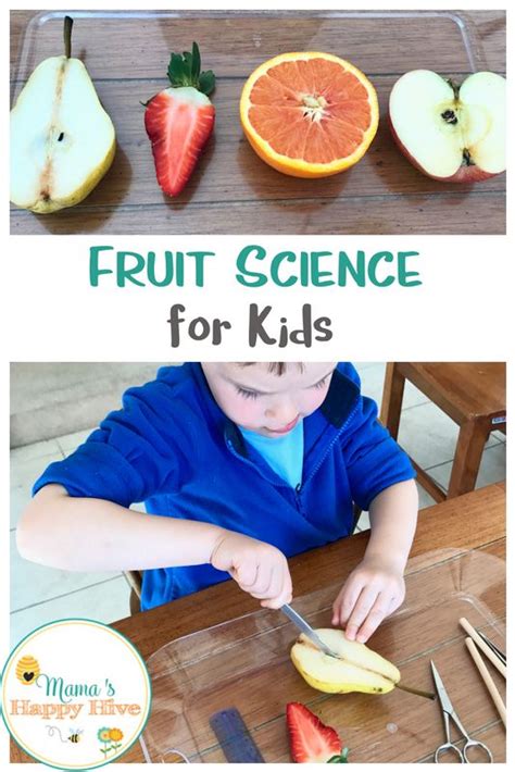 orange fruit science explorations worksheet