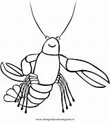 Crawfish Gambero Udang Boil البحر Crayfish Koozies Ganson تلوين Terbaik Langostas Langusten Sie Openclipart Laut I2clipart Clipartkey sketch template