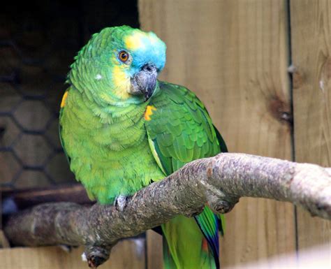 nice blue fronted amazon parrot  biological science picture directory pulpbitsnet