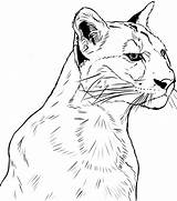 Cougar Coloring Pages Printable Onlinecoloringpages Sheet Color sketch template