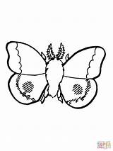 Moth Coloring Pages Animals Nocturnal Silk Drawing Designlooter Drawings 1600px 46kb Comments 1200 sketch template