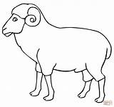 Carnero Sheep Contour Contorno Barana Widder Kolorowanka Umriss Ausdrucken Ovejas Druku Owca sketch template