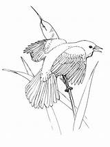 Coloring Pages Thrush Coloringtop sketch template