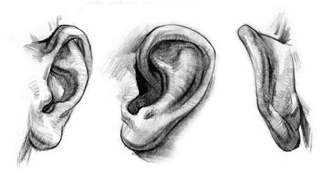 draw ears anatomy  structure youtube