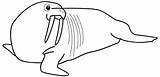Phoque Morse Coloriage Marino Banquise Coloriages Walrus Morsas Jeune Imprimer Dessins Animaux Animales sketch template