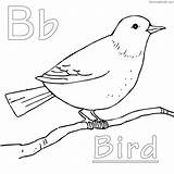 Pages Coloring Bird Getcolorings sketch template