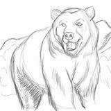 Sketch Bear Drawings Bears Draw Drawing Brown Sketches Coloring Animal Sketching Deviantart Cool Face Adults Pages Head Cartoon Choose Board sketch template