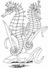 Seahorse Seahorses Cavalluccio Marino Supercoloring Hippocampe Stampare Mandala Marini Zeepaardjes Cavallucci Imprimer Bezoeken Preferisci Scaricare sketch template