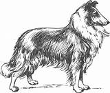 Collie Clipart Border Rough Grayscale Vector Svg Lassie Dog Greyscale Clip Puppy Illustration Fur Pixabay Sketch Openclipart Publicdomains Rottweiler Breed sketch template