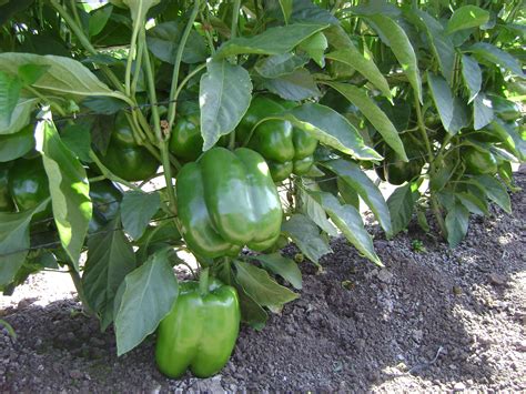 photo green pepper plant good mild pepper