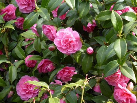 camellia barmac pty