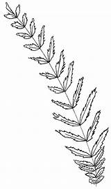 Coloring Fern sketch template
