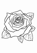 Coloring Rose Pages Sheets Choose Board sketch template