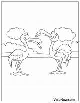Flamingos Verbnow sketch template