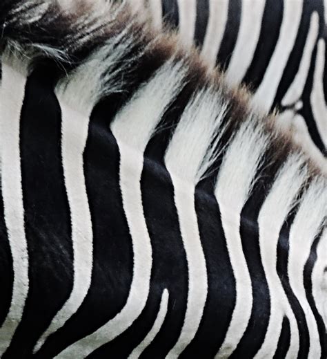 zebra stripes mzarpaylic flickr