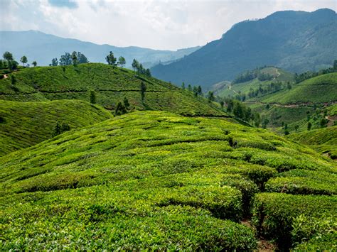 Munnar Tea Plantations Of Kerala India 2019