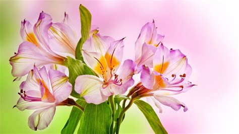 wallpaper pink lilies hd  flowers