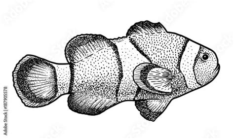 clown fish illustration drawing engraving ink  art vector