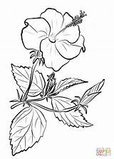 Coloring Chinese Hibiscus Pages Drawing Flower Printable Rose China Yellow Getdrawings Paper Supercoloring Categories sketch template