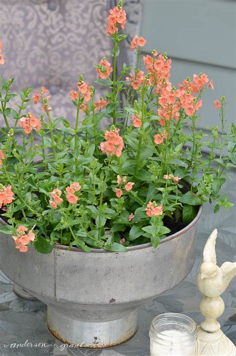 repurposed diy flower pot   garden  anderson grant