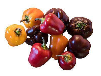 rare mini paprika mix super sweet    seeds  colour ebay