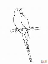 Macaw Coloring Pages Jamaican Scarlet Hyacinth Drawing Printable Ara Getdrawings Printables 1600px 71kb 1200 Comments Supercoloring Perched sketch template
