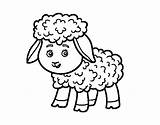 Pecora Ovelha Ovejita Pecore Ovejas Mouton Acolore Utente Quinta Registrato Colorato Coloritou sketch template