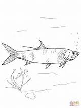 Tarpon Coloring Pages Printable sketch template