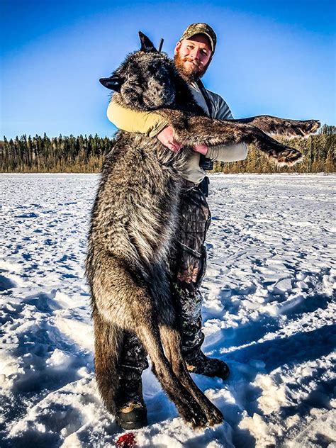 Wolf Hunts Hunt Rogue Alberta Canada Hunting Outfitters