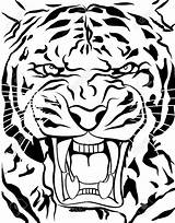 Tiger Roaring Drawing Vector Outline Getdrawings sketch template