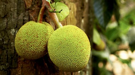 breadfruit benefits  liver blood sugar     women