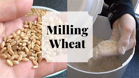 grinding wheat  flour skills  homesteader    ep