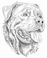 Rottweiler Hund Kleurplaat Hond Perros Perro Rottweilers Lapiz Dibujo Tegninger Paard Flotte Malen Hundezeichnung Rottweilerpuppy Dieren Tekenen Schetsen Dier Bildergebnis sketch template