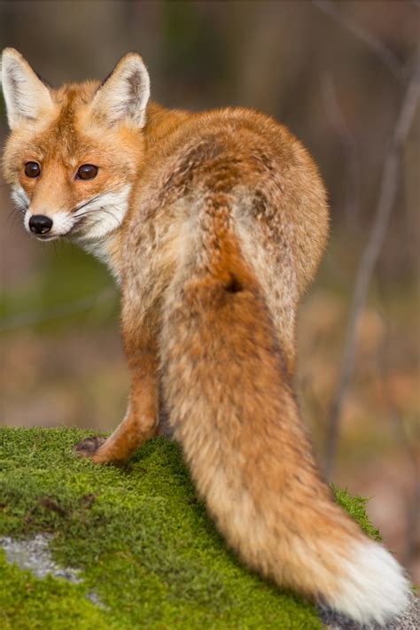 spiritual meanings     fox