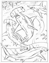 Coloring Pages Shark Hammerhead Adult sketch template