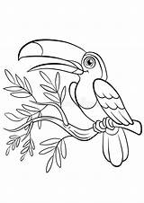 Toucan Tukan Tree Nettes Kleines Vögel sketch template
