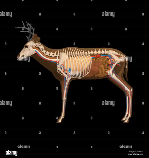deer anatomy stock photo alamy