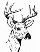 Coloring Pages Buck Deer Head sketch template