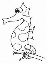 Seahorse Template Coloring Sea Horse Pages Templates Dark Funny Print Shape Kids Animal Colouring sketch template