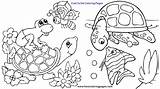 Turtle Eared sketch template