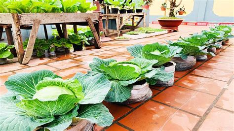 grow cabbage  seeds youtube