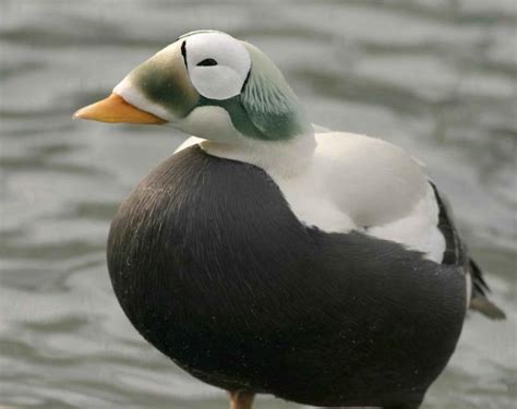 free picture spectacled eider duck somateria feathers winter plumage