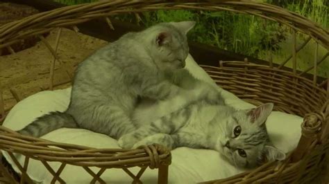 British Shorthair Cat Massage Therapy Funny And Cute Youtube